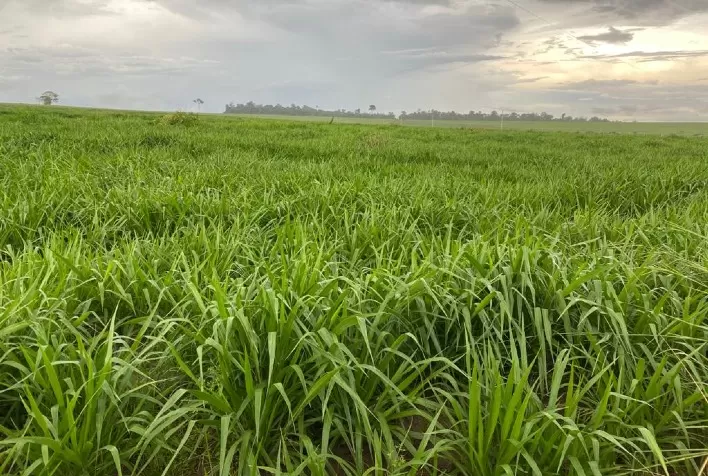 Forrageiras bem semeadas produzem mais, gerando maior rentabilidade e produtividade no campo