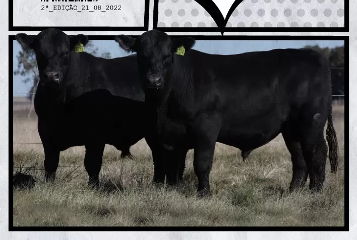 Rincon Code terá oferta de exemplares Angus e Ultrablack