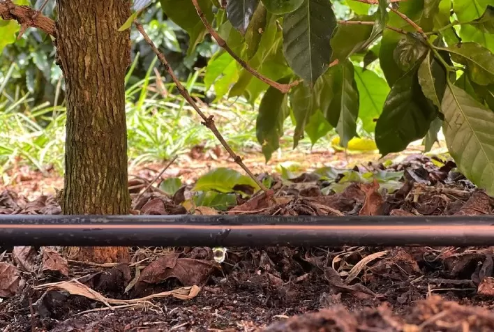 Cafeicultores verticalizam produção e se tornam menos dependentes do clima com irrigação localizada