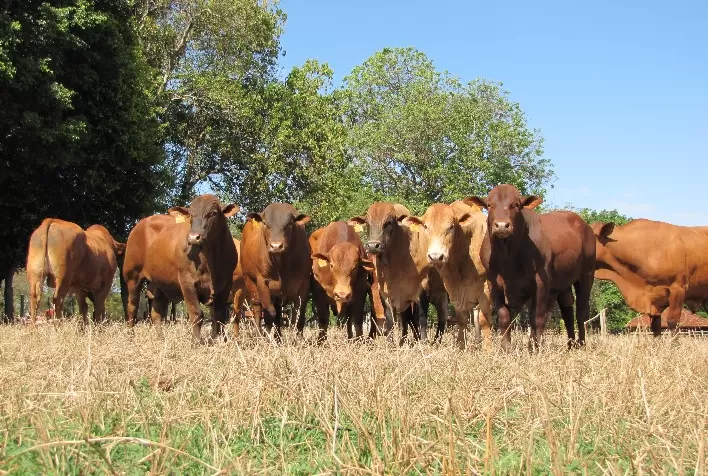 Megaleilão Virtual Montana oferta 60 touros TOP em avaliação genética