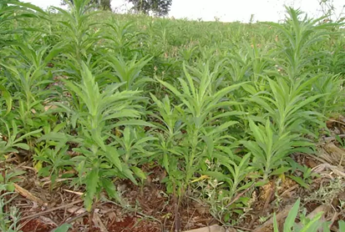 Buva já está presente em 25% das lavouras de soja do Brasil e, sem manejo, pode causar perdas de até 100%