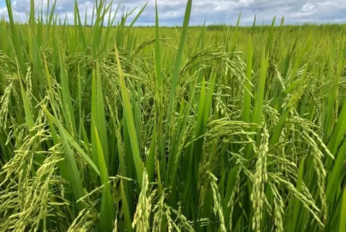 Lavouras de arroz podem duplicar produtividade