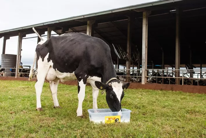 Fase mais importante do ciclo produtivo, o período de transição exige ações coordenadas para atender demanda nutricional de vacas