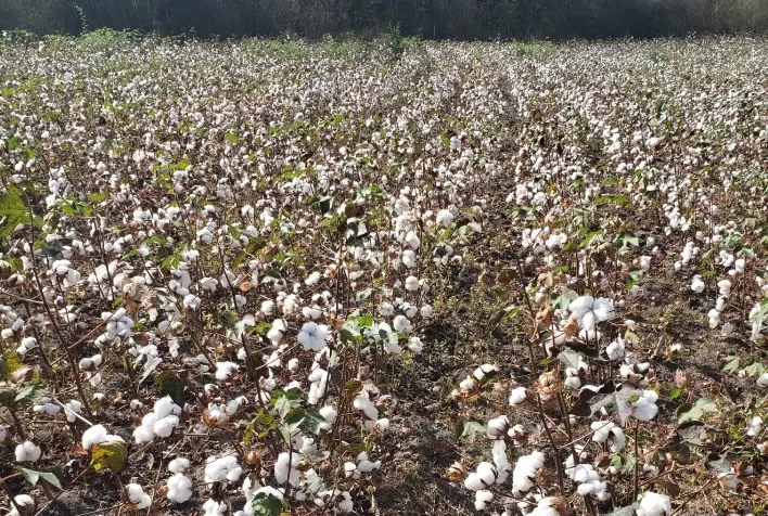 Bayer renova parceria com Sou de Algodão em incentivo à produção responsável da fibra