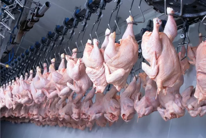 Exportação de frango brasileiro ao Catar cresce 84% em receita no 1º semestre de 2022