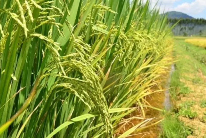 Arroz biotecnológico recarregado produz 40% mais