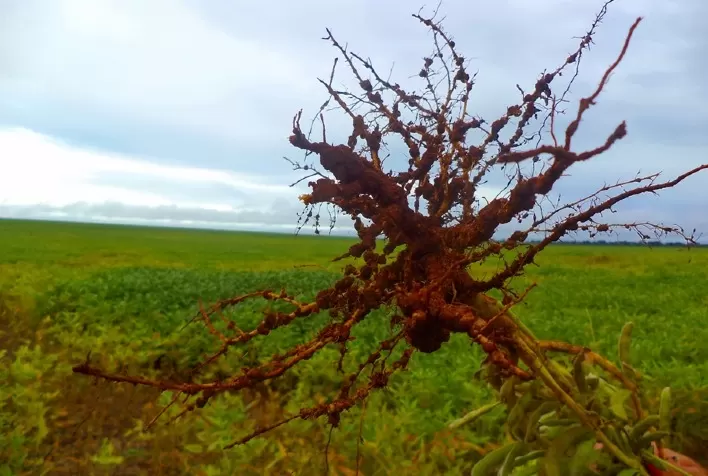 Corteva Agriscience destaca soluções em biológicos para o manejo de nematoides no 37º Congresso Brasileiro de Nematologia