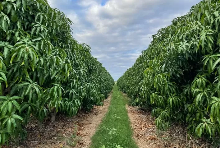 Como o Semiárido brasileiro se transformou em polo produtivo de fruticultura