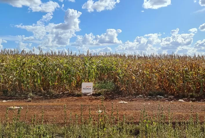 Como proteger o cultivo das adversidades da safra 2022/2023