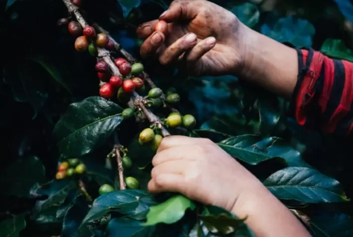 Café: Arábica testa recuperação nesta manhã, após dois dias de queda em Nova York