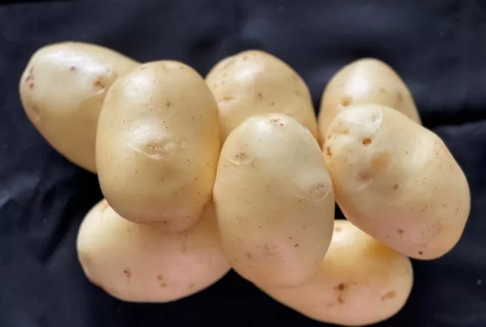 Embrapa lança edital para produção e comercialização de sementes e mudas da batata BRS F50 (Cecília)