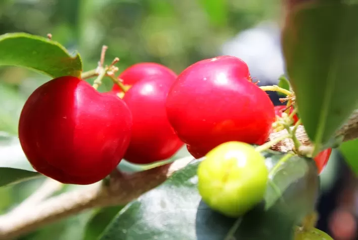 A cadeia de frutas no Vale do São Francisco e a UE