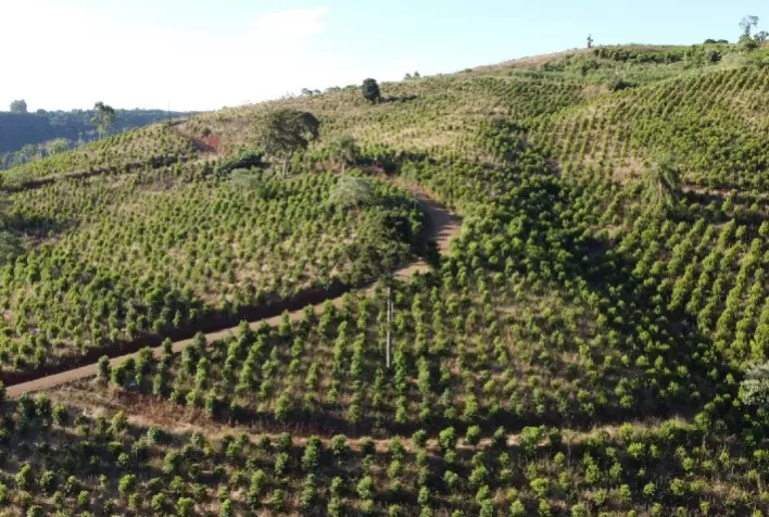 Produtividade de erva-mate aumenta na região oeste catarinense