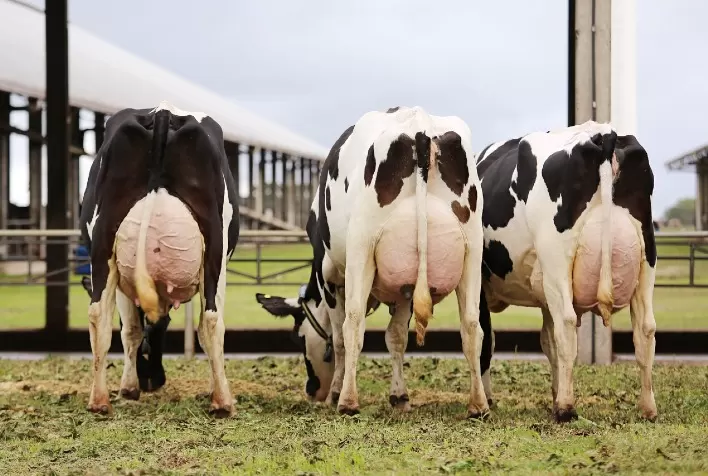 Semex Brasil e Fazenda Melkstad realizam evento exclusivo para produtores durante a Agroleite 2022