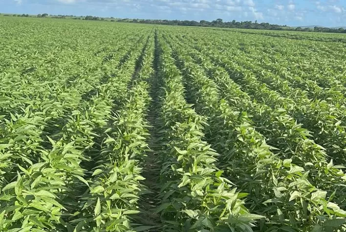 Nos próximos 15 anos, 85% dos produtos utilizados no campo devem ser biológicos