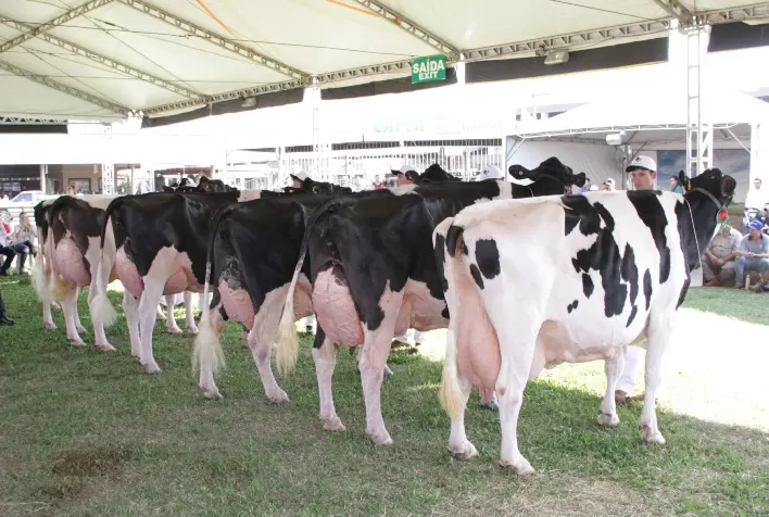Raça Holandesa contará com 175 exemplares na Expointer deste ano