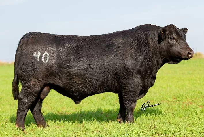 Cabanha Soldera oferta genética campeã