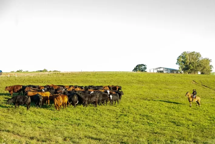 Pecuaristas gaúchos buscam exemplo uruguaio para organização da cadeia