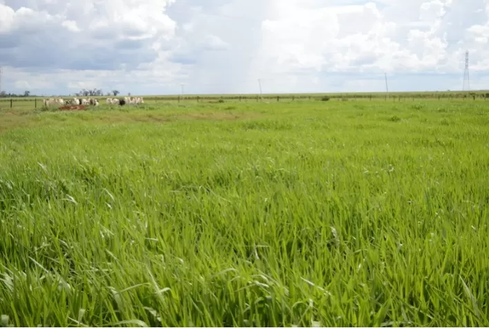 Sabiá surpreende em experimento por sua alta capacidade produtiva e boa adaptação no consórcio com milho