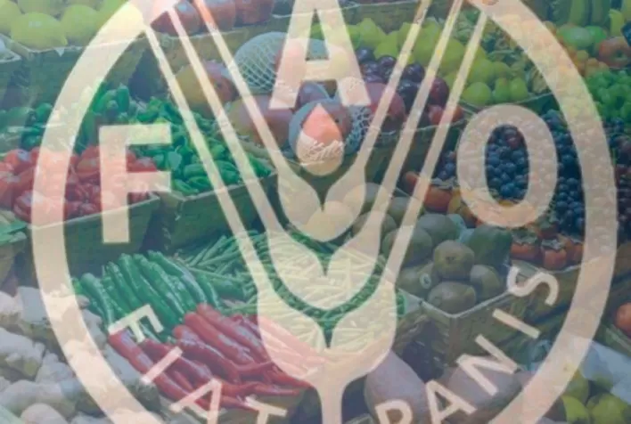 FAO: em julho, índice de preços dos alimentos teve maior queda mensal em quase 14 anos