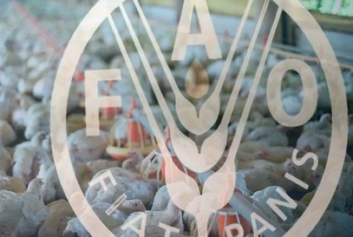 Preço da carne de frango atinge novo recorde no mercado internacional, aponta FAO