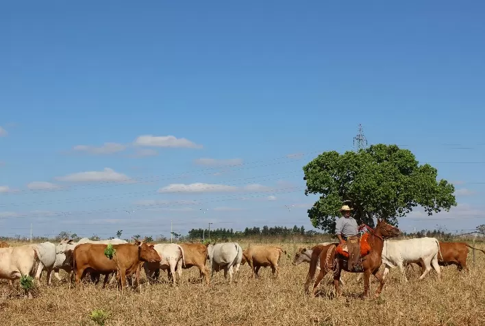 Manejo nutricional estratégico reduz perdas na seca