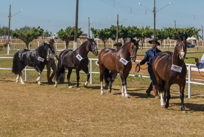 Leilões presenciais de Cavalo Crioulo retornam à Expointer