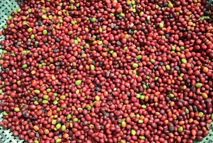 Mercado de insumos biológicos deve atingir US$ 18,5 bilhões até 2026