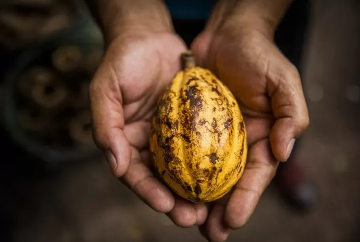 Vassoura-de-bruxa reduziu produção de cacau durante décadas, mas ciência gerou soluções para impedir alta no preço do chocolate