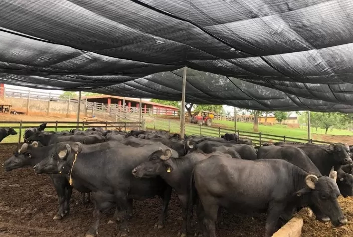 Conforto térmico garante bem-estar aos bovinos e maior produtividade