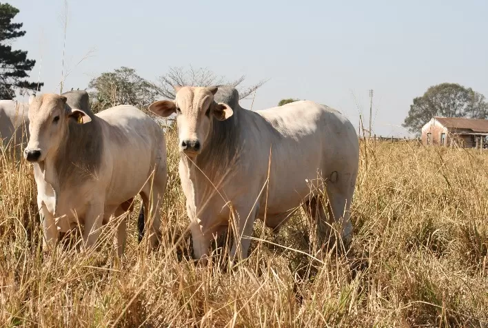 Connan destaca resultados conquistados com a TIP no 3º Beef Day