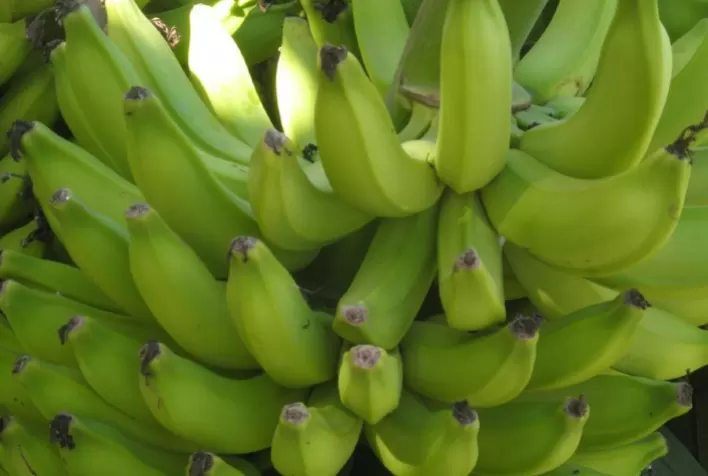 Plantas de cobertura são hospedeiras do fungo causador da fusariose da bananeira