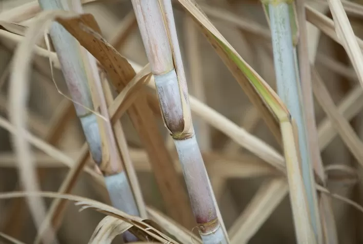 Usinas da Paraíba devem processar 6,5 milhões de toneladas de cana e produzir 420 milhões de litros de etanol
