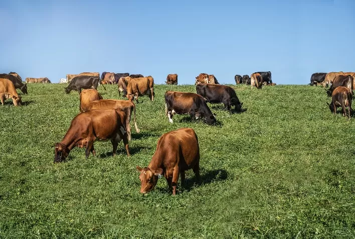 Belgo Bekaert lança primeiro arame farpado sem farpas do Brasil na Agroleite