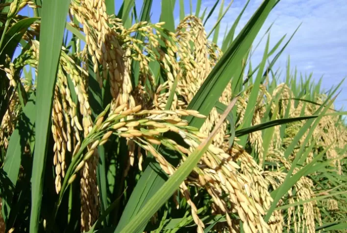 Com menor demanda, preço do arroz perde força