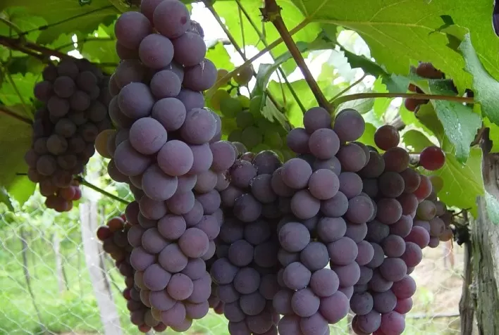 Produção de uva cresce 13,5% em Goiás na safra 2022