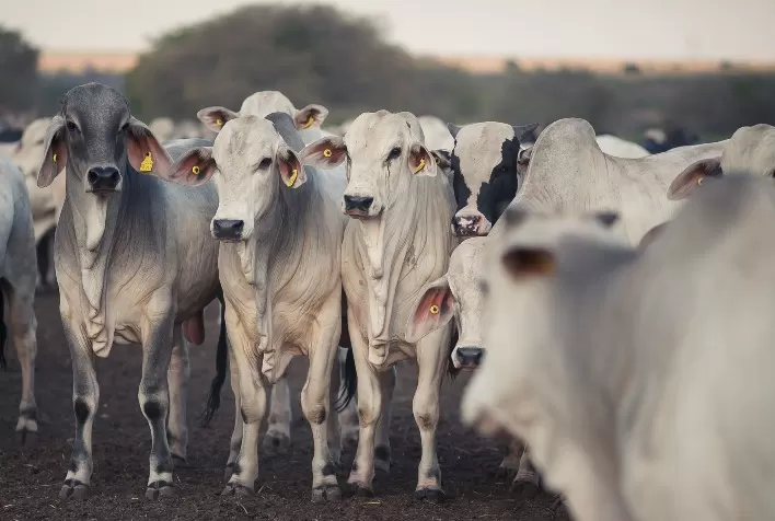 Goiás deve ocupar quinto lugar no Valor Bruto da Produção Agropecuária em 2022