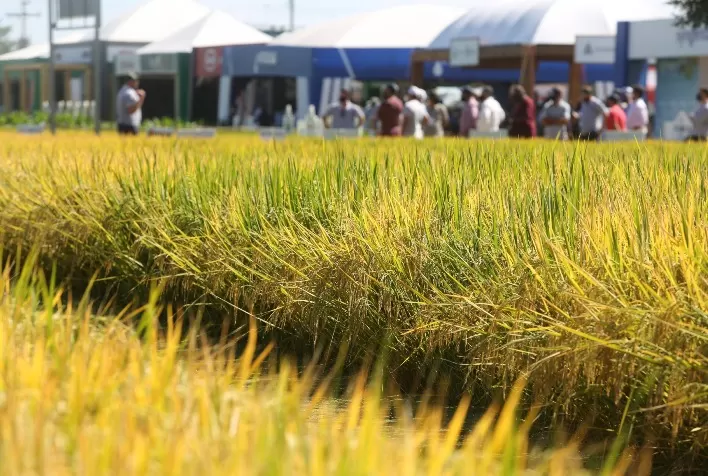 Abertura Oficial da Colheita do Arroz voltará a ser lançada na Expointer