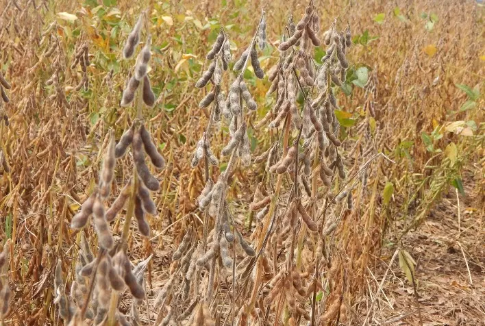 Soja ganha quatro novos herbicidas pós-emergência e um inseticida fisiológico