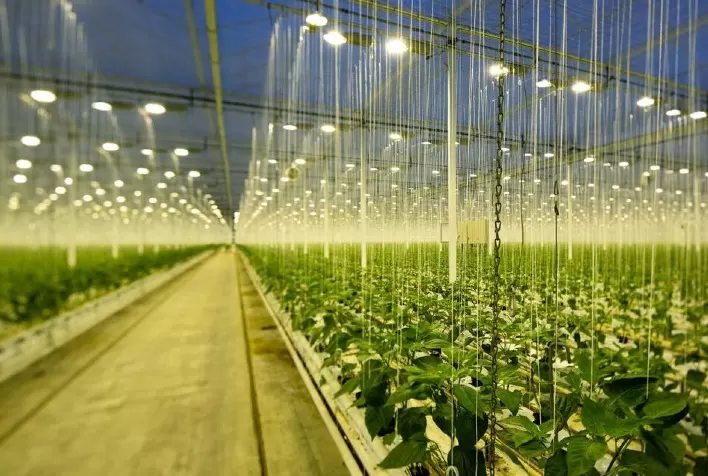 LED da OSRAM revoluciona mercado agro conquistando mundo da horticultura