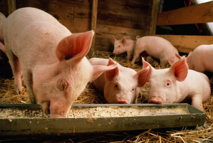 Com investimento de R$10 milhões, brasileira Agronutri e espanhola Farm Faes selam parceria para ampliar atuação no setor de nutracêuticos para suínos