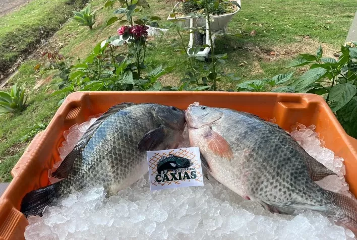 Pescado brasileiro mira promissor mercado muçulmano