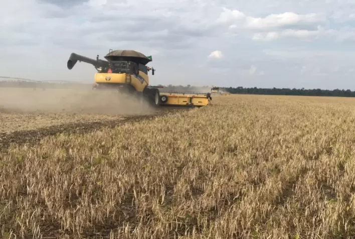 Estresse térmico pode reduzir produtividade do feijão em até 50%