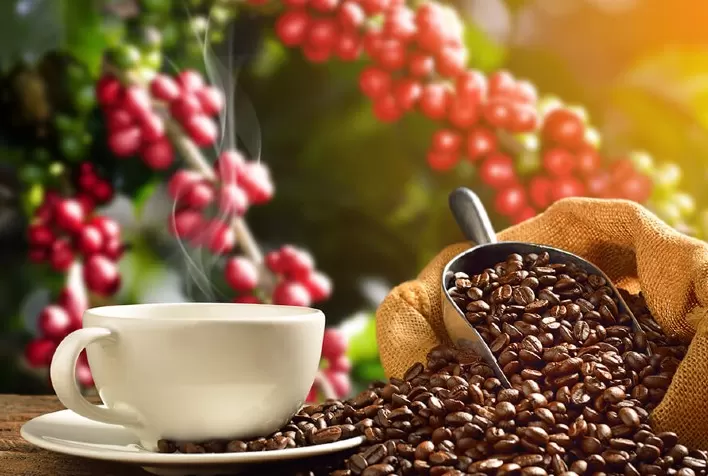 Após sessão tranquila, café volta a subir e avança mais de 100 pontos em Nova York