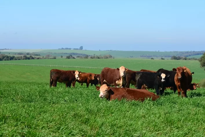 Trigos para a alimentação humana e animal são destaques da Embrapa no Show Rural de Inverno