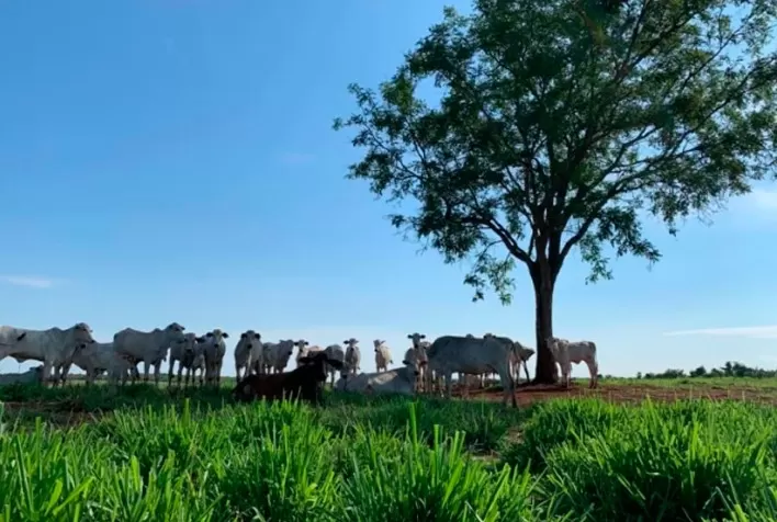 Cargill engaja produtores para recuperação de pastagens e recomposição de APPs e Reserva Legal no Triângulo Mineiro