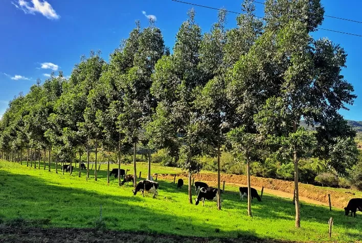 Embrapa Agrossilvipastoril capacita técnicos e projetistas em ILPF e agricultura de baixo carbono