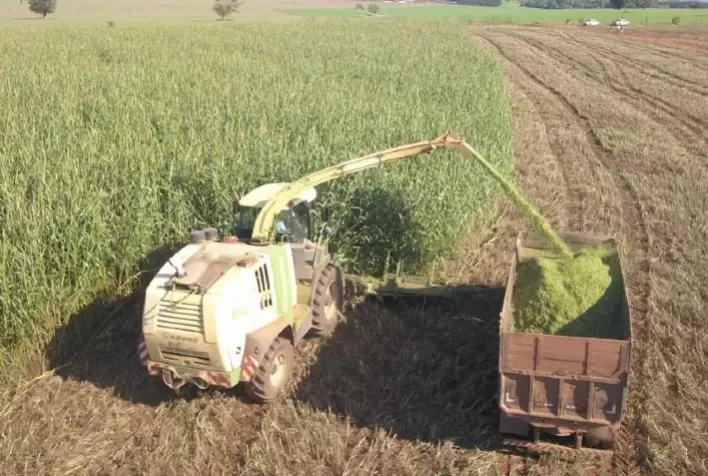 Híbrido de Milheto ADRF 6010 Valente oferece alta eficiência na produção de gado de corte e leite