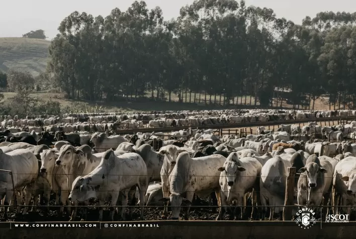 Confina Brasil identifica cuidado especial com a alimentação de bovinos na seca e ‘sequestro’ de bezerros em propriedades do Mato Grosso