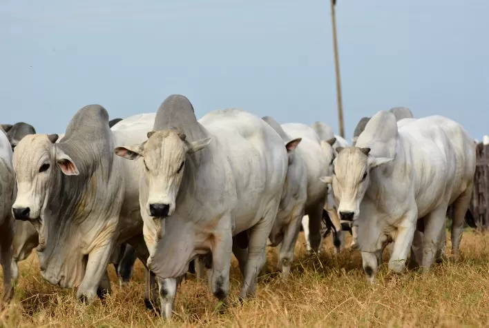 Expogenética 2022: retorno ao formato presencial aquece mercado de genética bovina